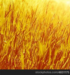 Abstract golden grass background, dry autumnal plants, natural backdrop, agricultural nature, harvest season, autumn concept