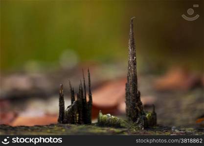 Abstract Gothic church. Abstract gothic cathedral nature phenomenon on stump of cut out tree
