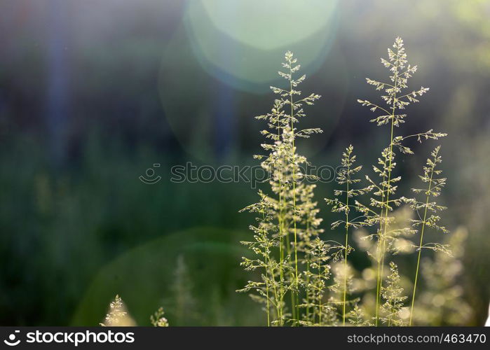 abstract grass and evening sunbeams background