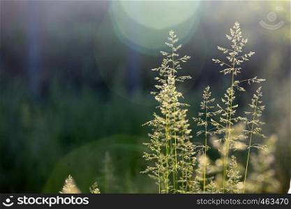 abstract grass and evening sunbeams background