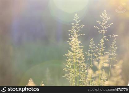 abstract grass background with sun beams illuminating at the camera