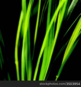abstract green and black background