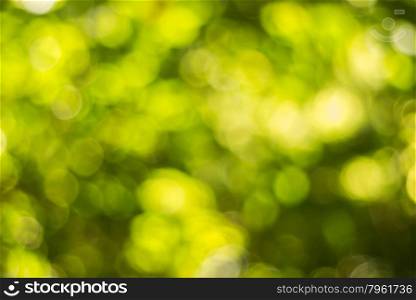 Abstract green background by de focus green leaf and tree