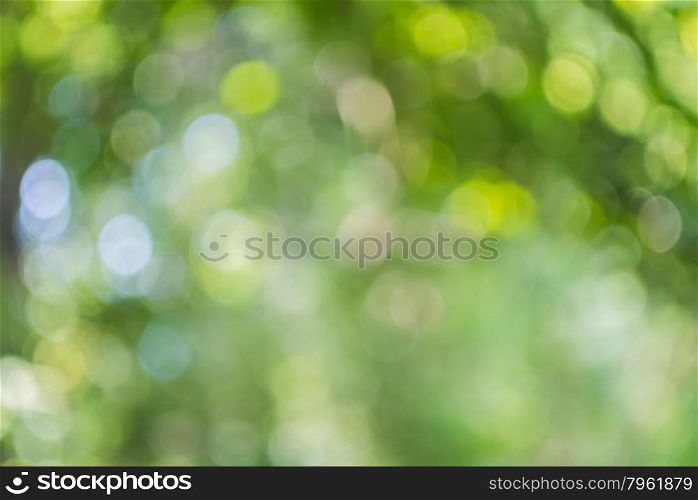 Abstract green background by de focus green leaf and tree