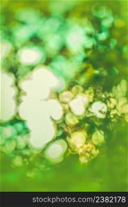 Abstract green bokeh background on sunshine background. Blurred defocused abstract green background.. Green abstract bokeh background. Defocused nature green abstract background