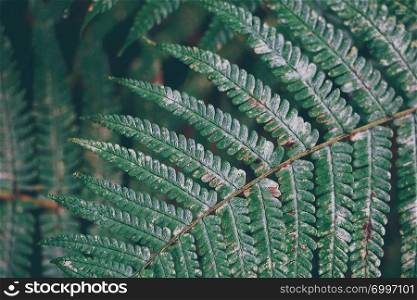 abstract green fern plant leaves texture