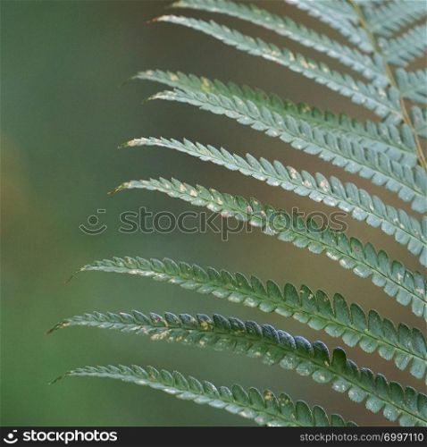 abstract green fern plant leaves texture