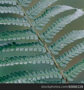 abstract green fern plant texture