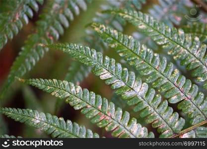abstract green fern plant texture