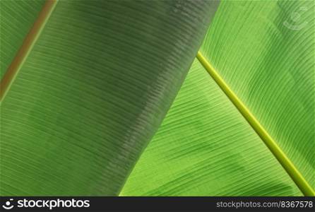 Abstract green foliage background. Sunlight and shadow on backside of green banana leaf surface in botanical garden