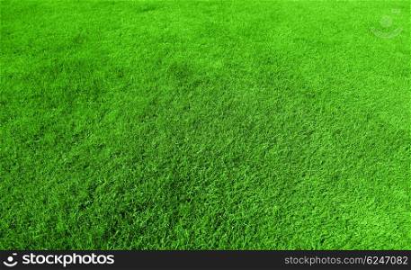 Abstract green grass background, fresh healthy flora with natural textured pattern