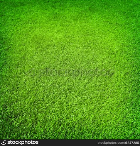Abstract green grass background, fresh healthy flora with natural textured pattern, football field, floral backdrop, spring time concept