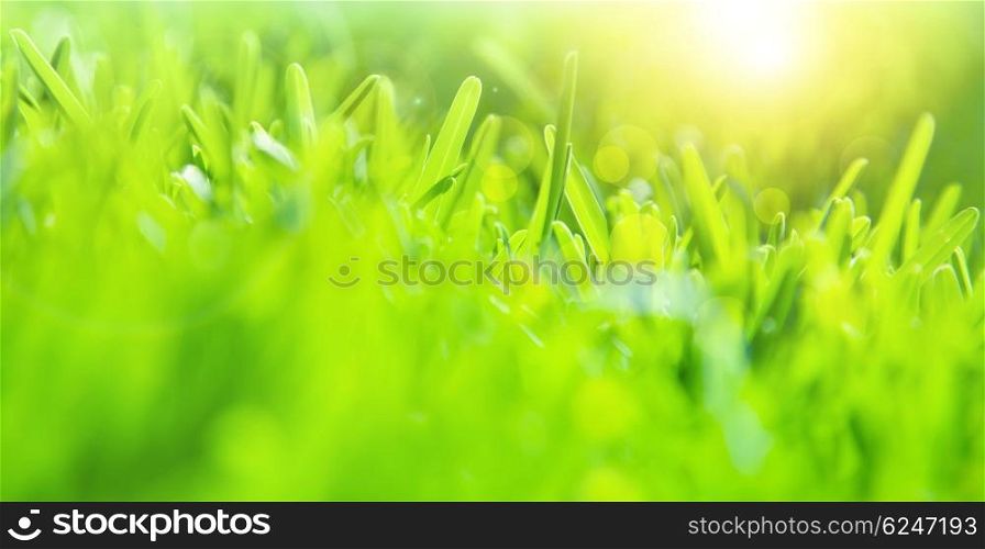 Abstract green grass background, soft focus, sunny day, fresh spring field, natural textured wallpaper