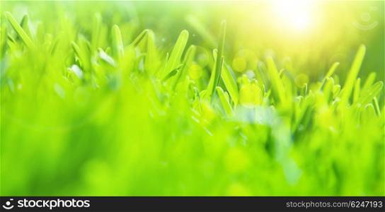 Abstract green grass background, soft focus, sunny day, fresh spring field, natural textured wallpaper