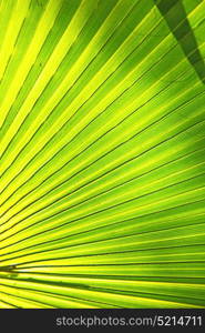 abstract green leaf in the light and shadow morocco africa