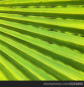 abstract green leaf in the light and shadow morocco africa