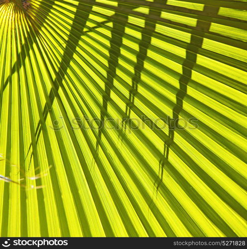 abstract green leaf in the light and shadow morocco africa