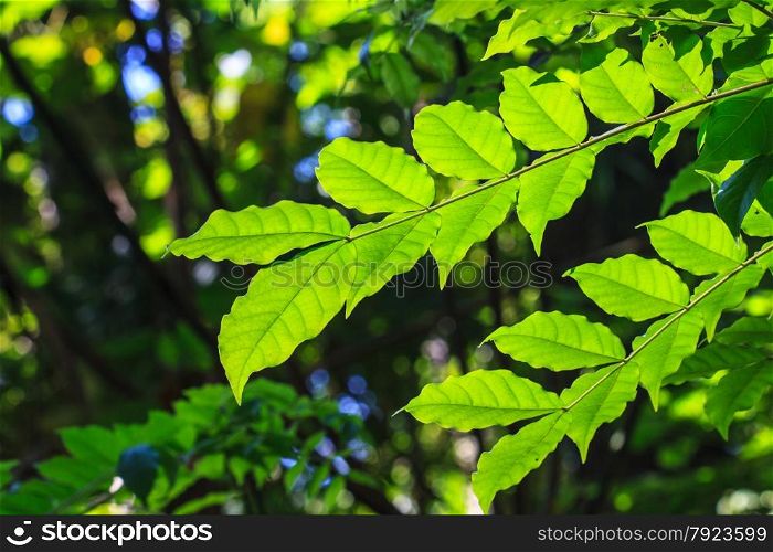 Abstract green leaf texture for background, close up nature