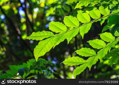 Abstract green leaf texture for background, close up nature