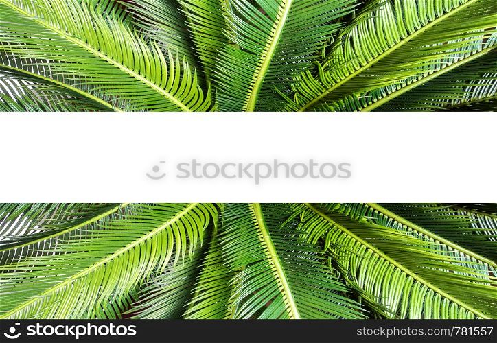 abstract green leaf texture, nature background, tropical jungle leaf, green leaf with space for text background texture modern. abstract green leaf texture, nature background, tropical jungle leaf, green leaf with space for text background texture