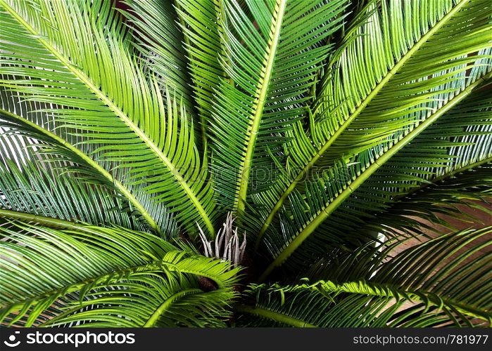 abstract green leaf texture, nature background, tropical jungle leaf, green leaf with space for text background texture peach colors. abstract green leaf texture, nature background, tropical jungle leaf, green leaf with space for text background texture