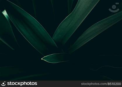 abstract green leaf texture, nature background, tropical leaf 