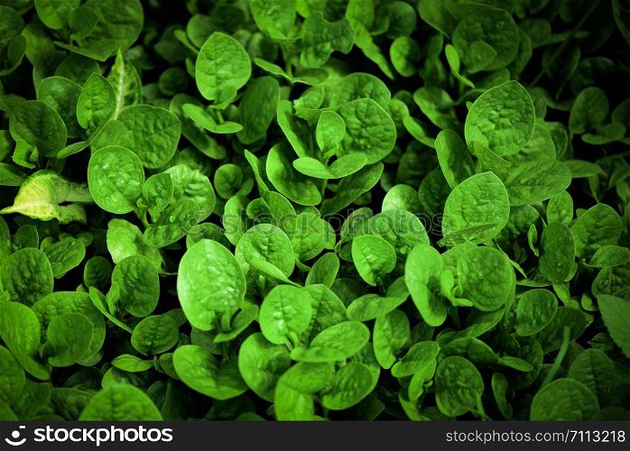 Abstract green leaves plant pattern texture background / Leaf of small vegetable growing in the garden agriculture farming
