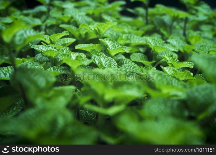 Abstract green leaves texture, nature background.