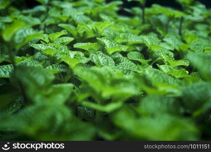 Abstract green leaves texture, nature background.