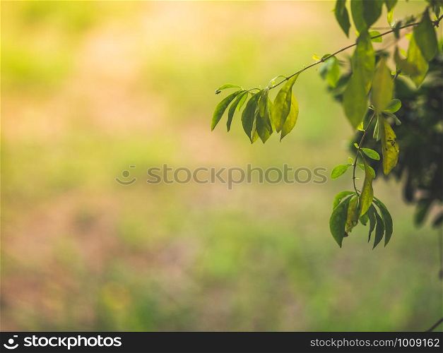 Abstract green leaves with nature blurred background. Begining a new life concept wallpaper with copy space.