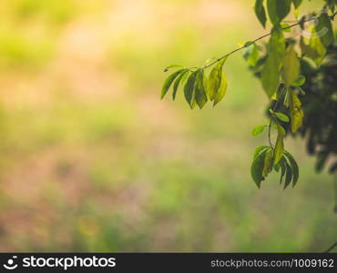 Abstract green leaves with nature blurred background. Begining a new life concept wallpaper with copy space.