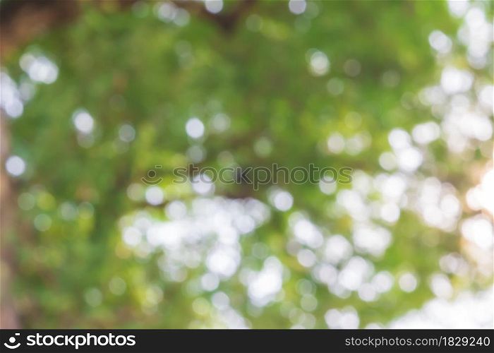 Abstract green nature bokeh background. Defocused leaves bokeh from a tree.