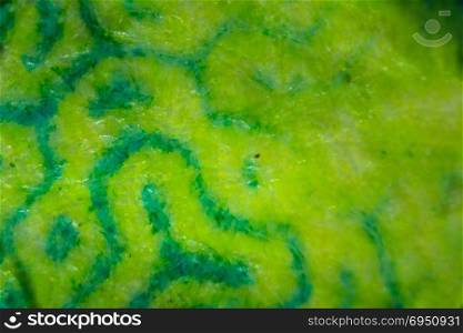 Abstract green pattern fabric texture on israeli money bill of 50 shekel under the microscope. Closeup macro photography.