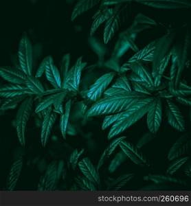 abstract green plant leaves in the garden