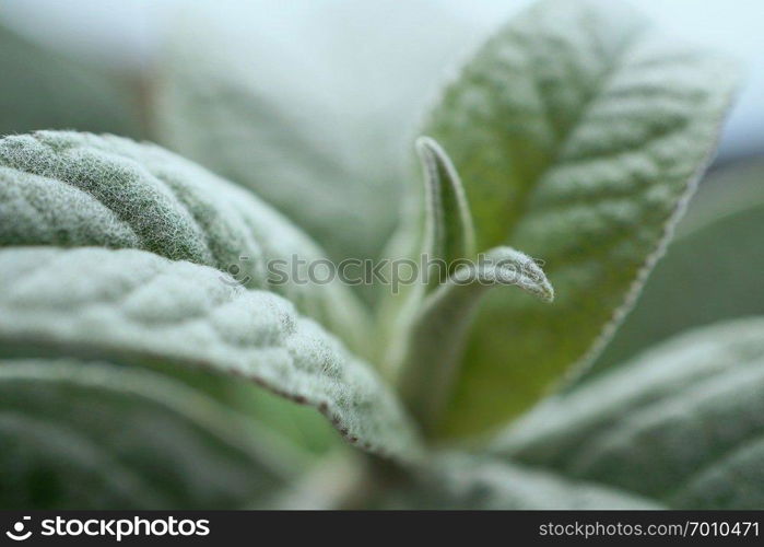 abstract green plant leaves texture