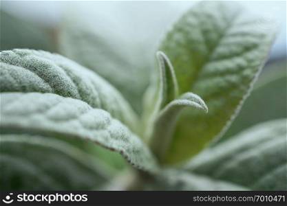 abstract green plant leaves texture