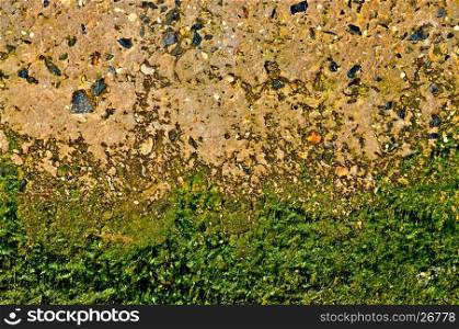 Abstract Grunge Background - concrete with algae.