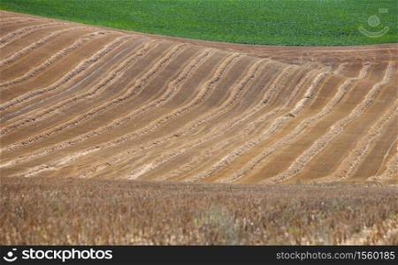 abstract harvest landscape in the north of france with golden rows of straw