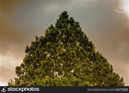 Abstract image of a triangle formed by a treetop in front of a gloomy and threatening sky, germany