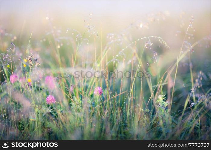 Abstract image of meadow with bright sunlight