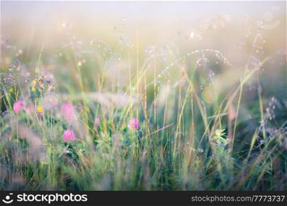 Abstract image of meadow with bright sunlight
