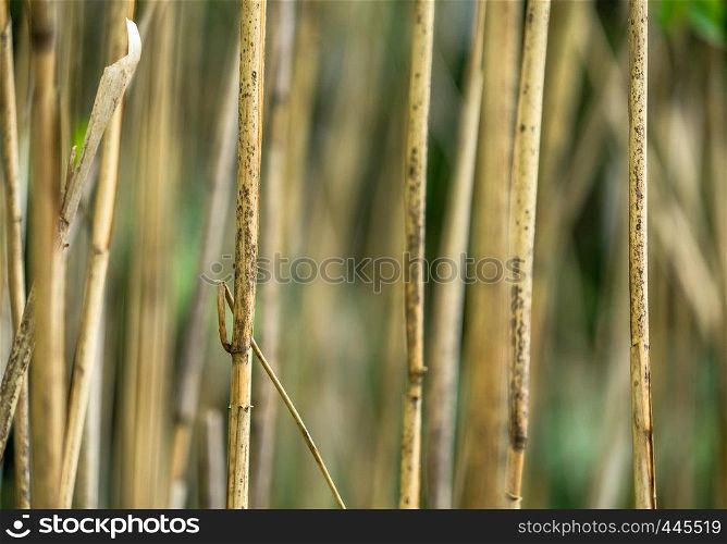 Abstract image of thin dry shield reed stems with low depth of field (DOF), background