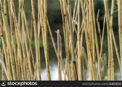 Abstract image with low depth of field of reed stalks at the edge of a stream, background
