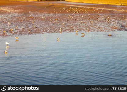 abstract in morocco sea africa ocean wave and lanscape