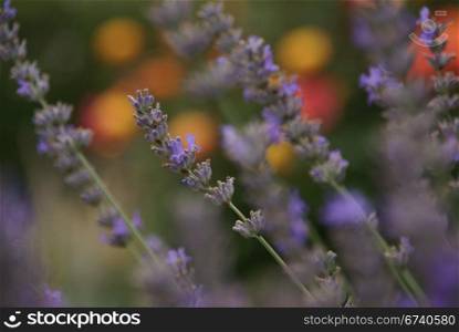 Abstract: lavender in bloom , Seattle garden, Pacific Northwest