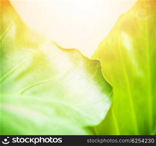 Abstract leaves background, closeup on big fresh leaf on white background, bright sunny day, summer nature, growth concept