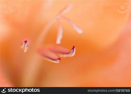 Abstract macro of an orange flower