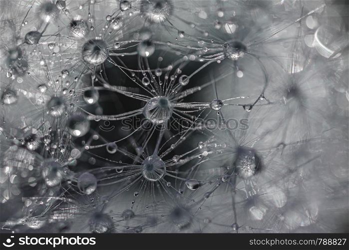Abstract macro photo of a dandelion with water droplets very close. Macro photo of a dandelion with water droplets
