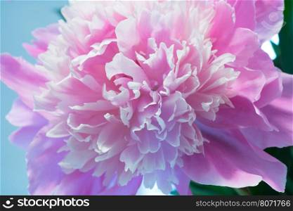 Abstract Macro Photo Of Pink Peony Flower With Shallow Depth Of Field. Natural Background