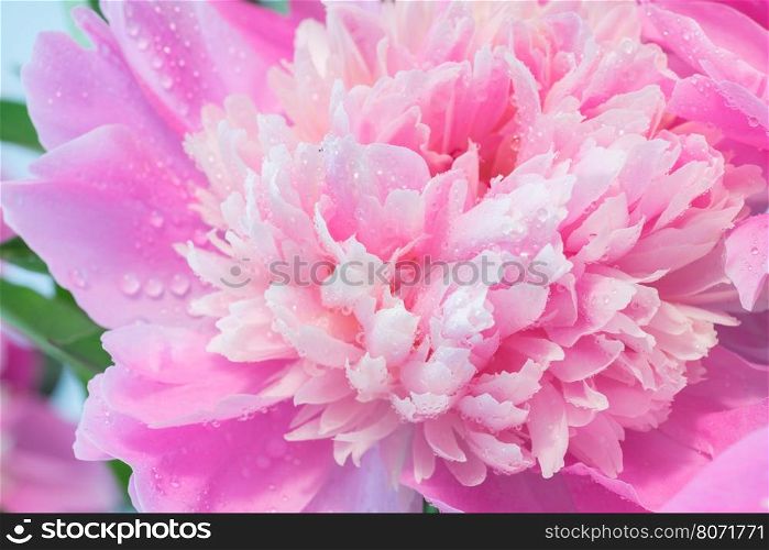 Abstract Macro Photo Of Pink Peony Flower With Shallow Depth Of Field. Natural Background